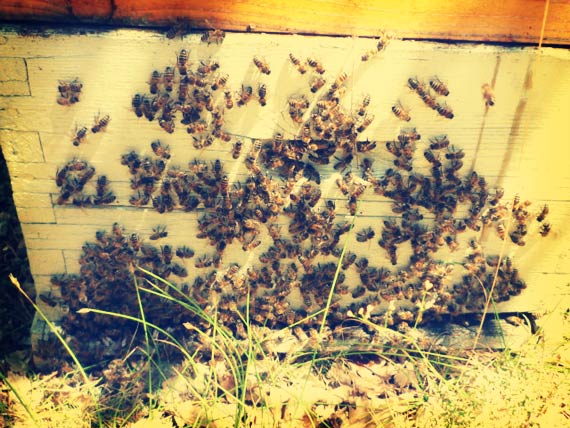 Les ruches d'Arnaud