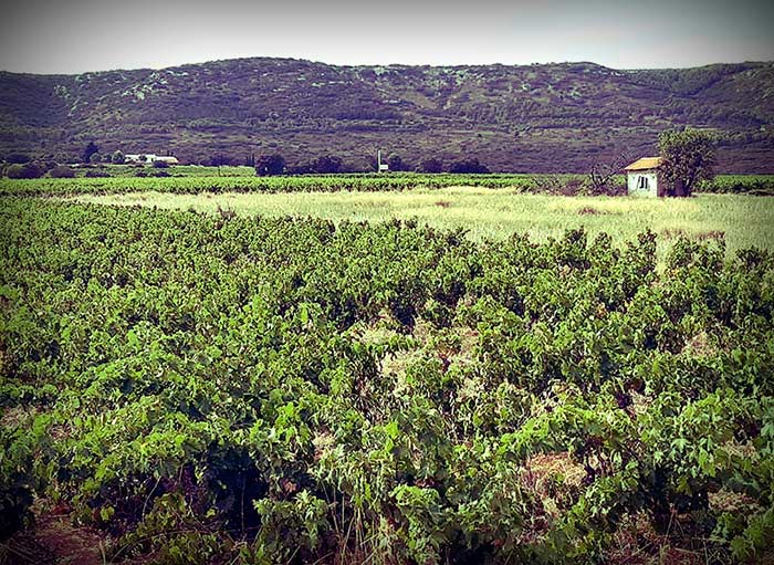 Domaine de la Plaine © Louis Solca