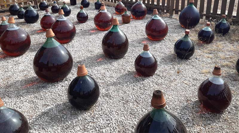 Make the Muscat of Frontignan Great Again !